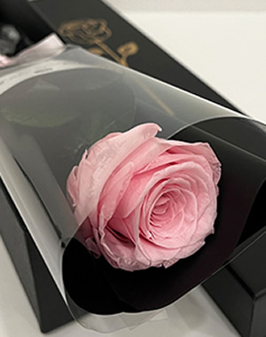ピンクの薔薇